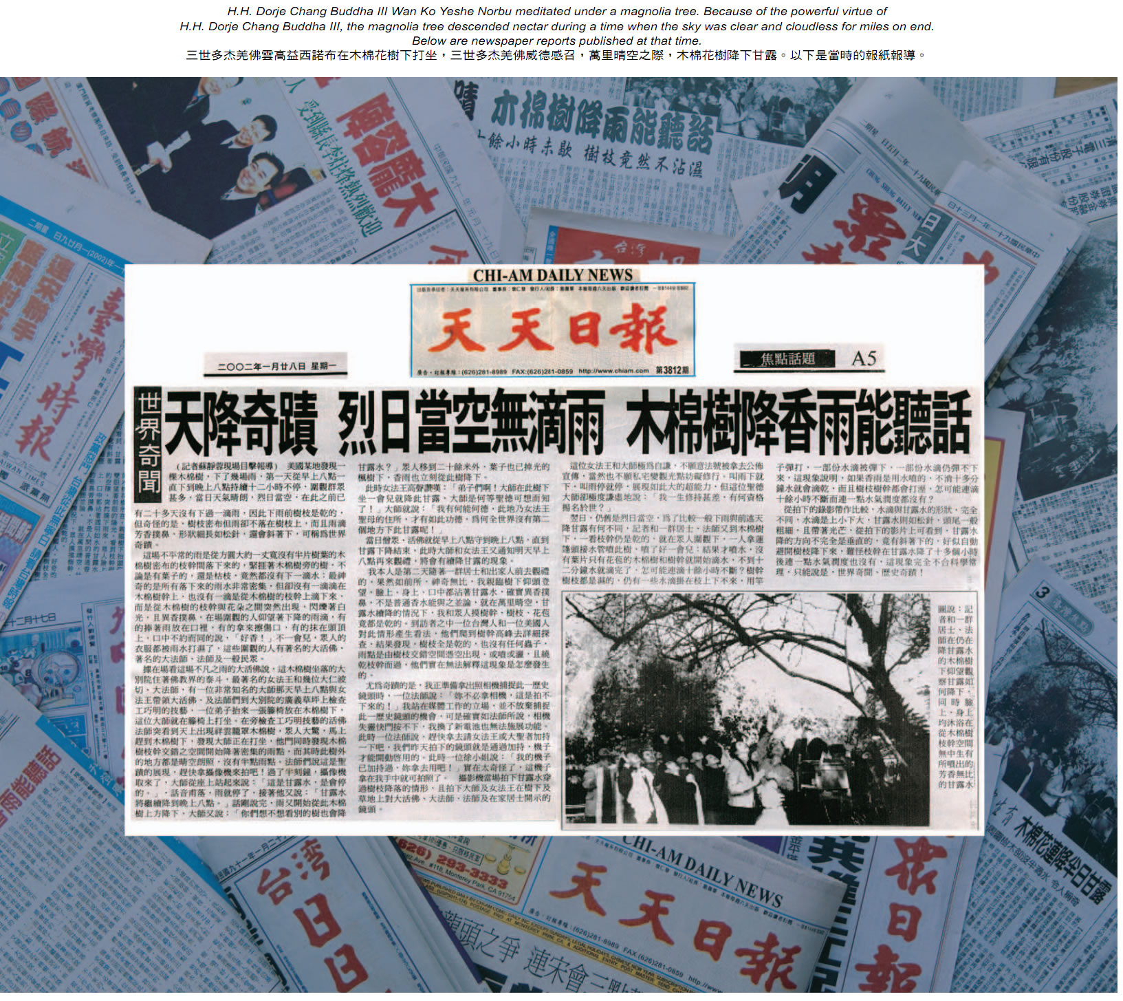 天降奇迹 烈日当空无滴雨 木棉树降香雨能听话