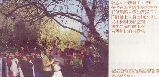 天降奇迹 烈日当空无滴雨 木棉树降香雨能听话