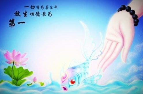 我们要学会慈悲众生 戒杀放生
