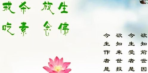 我对放生的浅见 从生命与慧命谈起