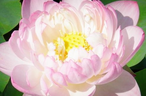 屠夫家接二连三发生祸事