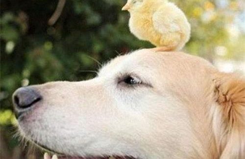 她曾救狗一命，危难时忠犬舍命救她